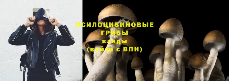 блэк спрут ссылки  Анжеро-Судженск  Псилоцибиновые грибы MAGIC MUSHROOMS  наркотики 